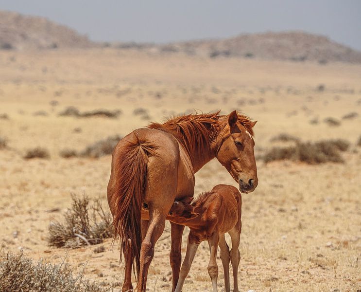 Wild horse and wild horse foal in Garub in Namibia, Africa by Patrick Groß