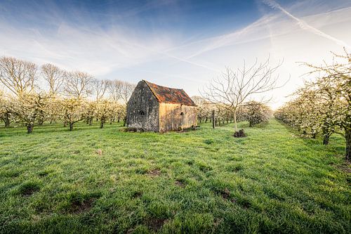 Die Betuwe-Blüte in voller Pracht von Max ter Burg Fotografie