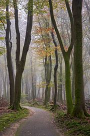 Kronkelend fietspad door het herfst bos by Cor de Hamer