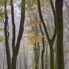 Kronkelend fietspad door het herfst bos sur Cor de Hamer