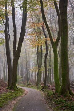 Kronkelend fietspad door het herfst bos by Cor de Hamer