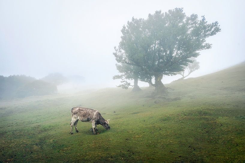 Koe in de mist van Thea.Photo