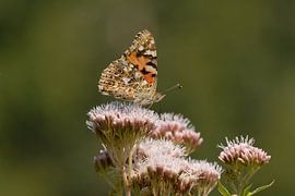 Vanesse du chardon sur eupatoire à feuilles de chanvre
