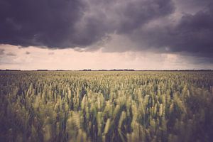 Stürmische Landwirtschaftslandschaft über dem Polder