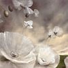 Flüchtig - weißer Mohn__ von Annette Schmucker