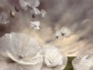 Volatile - white poppy__