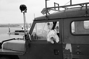 Hund in Landrover Defender über Terschelling von Jesse Coljee