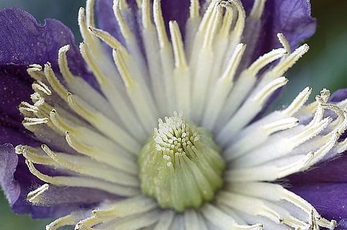 Clematis I, bloem Macrofotografie