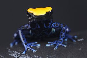 Grenouille des peintres (Dendrobates tinctorius)