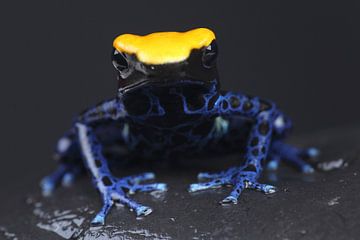 Malerfrosch (Dendrobates tinctorius) von Ronald Pol