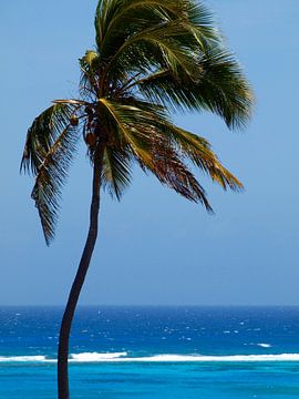Palmboom van Ron Steens