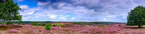 Blooming heather hills at the Posbank in National Park Veluwezoom
