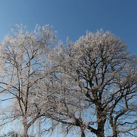 Witte bomen met rijp sur Ilona Bredewold