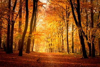 Chemin à travers une forêt de hêtres en automne dans la réserve naturelle de Veluwe