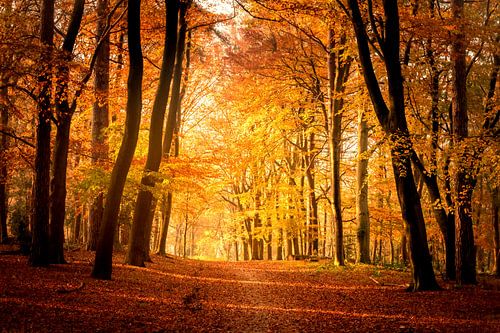 Pad door een beukenbos tijdens de herfst in natuurgebied de Veluwe