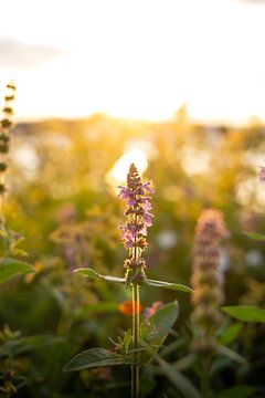 Flower in evening light