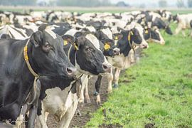 Together in the meadow by Jolanda van Haeften