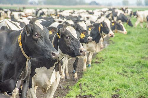 Ensemble dans le pré