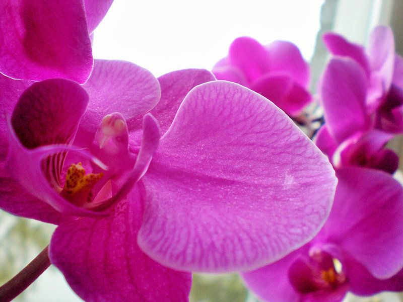 Paarse orchidee par Pictures Of Nature