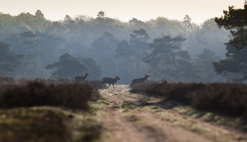 Red deer crossing my path in the Veluwe, Netherlands by Shotz by Mindy