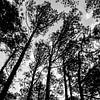 Zwart wit foto van de bomen om mij heen von Wijbe Visser