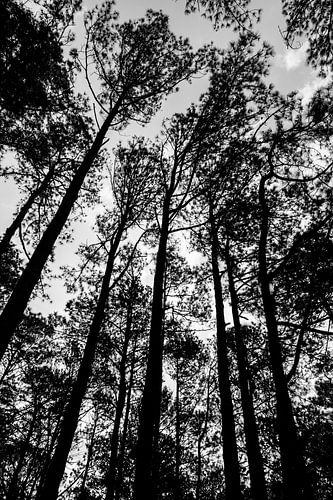 Zwart wit foto van de bomen om mij heen