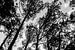 Zwart wit foto van de bomen om mij heen van Wijbe Visser