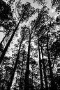 Zwart wit foto van de bomen om mij heen van Wijbe Visser thumbnail