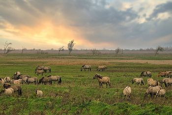 Koniks in der Dämmerung