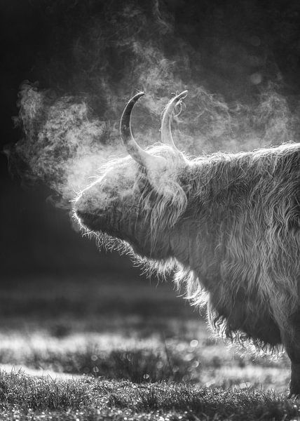 Highlander écossais, Texel par Edwin Kooren