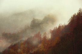 Nebelverhangene Waldlandschaft in den italienischen Alpen von Dirk Wüstenhagen