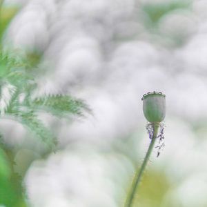Boîte de graines de pavot sur fond de bokeh doux et rêveur