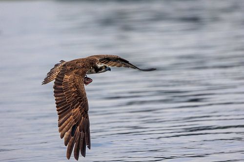 Osprey in flight