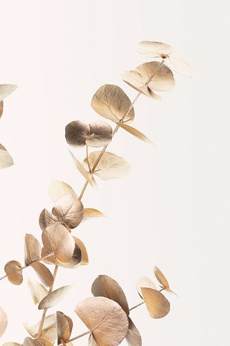 Eucalyptus Gold No 03, 1x Studio III sur 1x