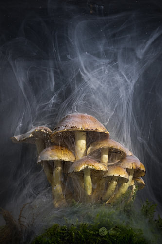 Worlds of Fungi I