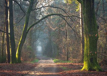 The road to the unknown... by René Jonkhout