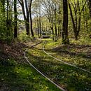 Straßenbahn im Wald (Farbe) von Sander de Jong Miniaturansicht