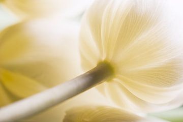 Licht door een witte - creme kleurige tulp van Marjolijn van den Berg