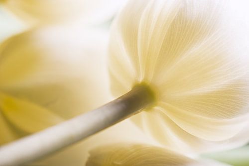 Licht door een witte - creme kleurige tulp