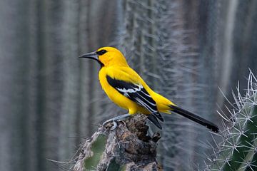 Yellow oriole by Henk Zielstra