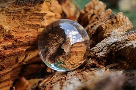 Herfstblad van Lianne van Dijk