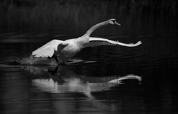 cygne tuberculé sur Frank Smedts