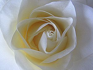 The Beauty of a Rose