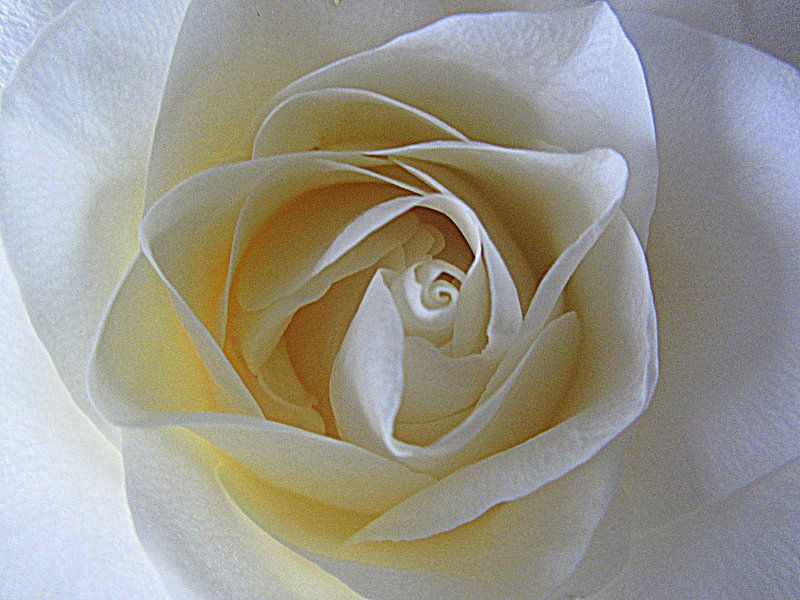 The Beauty of a Rose par Nicky`s Prints
