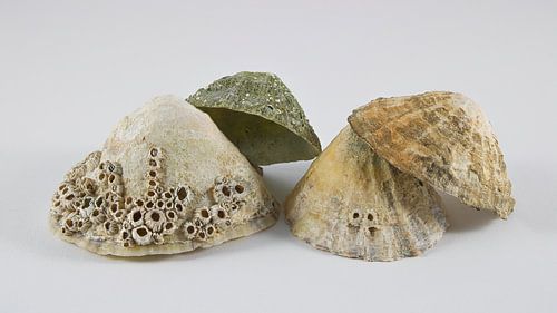 Composition of shells 1