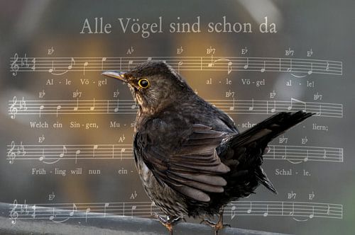 Alle vogels zijn er al......