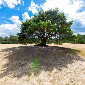 Arbre sur le sable . sur Sander Maas