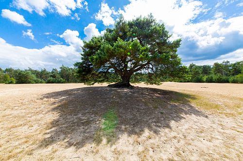 Arbre sur le sable .