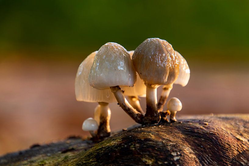 Les derniers champignons de l'automne par Ramon Van Gelder