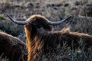 Schotse hooglander